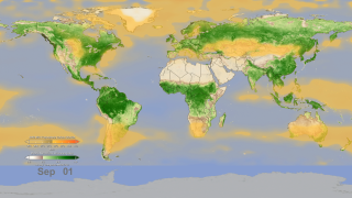 The concentration of CO2 measured by AIRS is overlain on measurements of vegetation index from the Moderate Resolution Imaging Spectroradiaometer (MODIS), also on the Aqua spacecraft, in an effort to understand the influence of photosynthesis and respiration on the atmospheric CO2 cycle over the globe.  The AIRS tropospheric CO2 seasonal cycle displayed is an average over 8 years of AIRS data, from which the annual growth trend of 2 ppm/year has been removed.  The  animation shows the buildup of tropospheric CO2 in the Northern Hemisphere with a maximum around May. The maximum in the vegetation cycle follows, occurring in the late summer.  Following the peak in vegetation, the drawdown of atmospheric CO2 due to photosynthesis is apparent, particularly over the Boreal Forests.This video is also available on our YouTube channel.