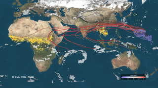 An animation showing flight 13 from the CONTRAST campaign and the backflow trajectories.  The trajectories are coloured by observed aircraft ozone level where blue values represent low concentrations of ozone and red represents high values. This includes a date and colorbar.