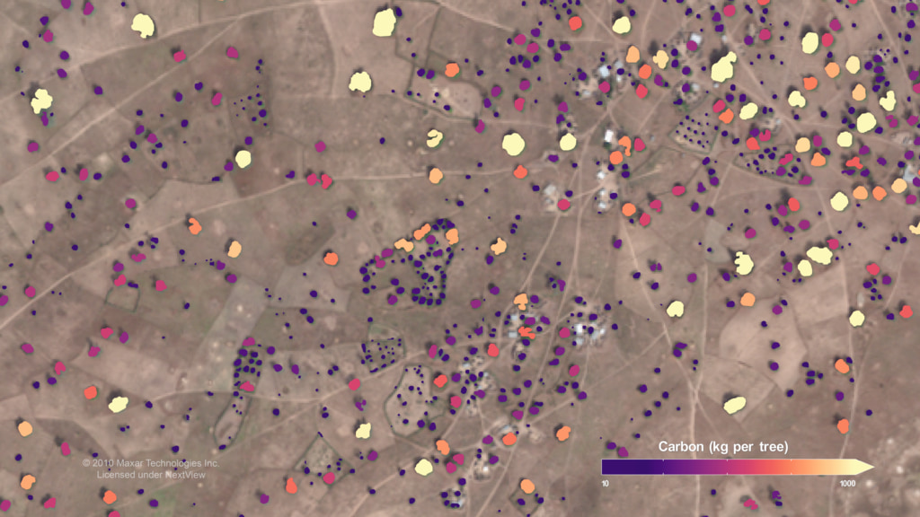 Still image - Individual trees identified in satellite imagery, color mapped by the amount of carbon they contain