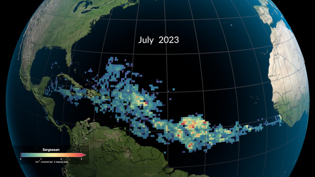 This visualization shows the July mean Sargassum observed in the Atlantic Ocean by the MODIS instruments on NASA's TERRA and AQUA satellites from 2010 to 2023. Each square box of color represents an area 0.5 x 0.5 degrees, roughly 3025 square kilometers in size. The color represents the mean amount of Sargassum observed in that box during the month of July. Blue shades indicate that this area had on average less than 3 square kilomenters of Sargassum, while red indicates that the region had an average of 9 square kilometers or more.