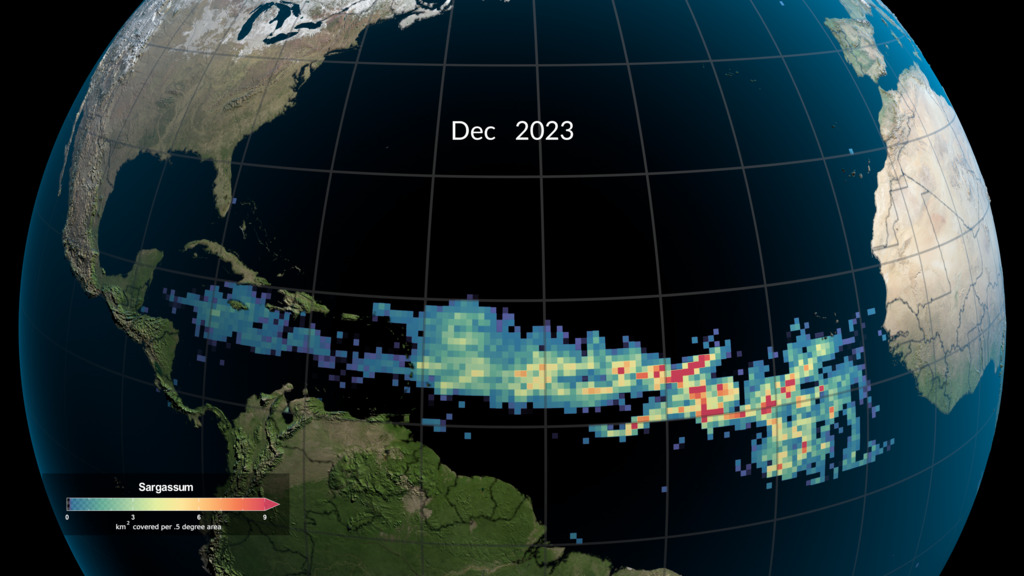 This visualization shows the monthly mean Sargassum observed in the Atlantic Ocean by the MODIS instruments on NASA's TERRA and AQUA satellites from January 2018 through December 2023.  Each square box of color represents an area 0.5 x 0.5 degrees, roughly 3025 square kilometers in size. The color represents the mean amount of Sargassum observed in that box during the month of July. Blue shades indicate that this area had on average less than 3 square kilomenters of Sargassum, while red indicates that the region had an average of 9 square kilometers or more.