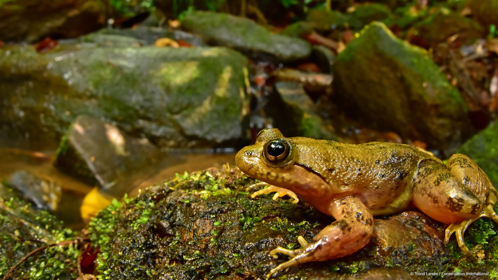 This video can be freely shared and downloaded. While the video in its entirety can be shared without permission, some individual imagery provided by pond5.com, Artbeats, and Conservation International is obtained through permission and may not be excised or remixed in other products. Specific details on stock footage may be found here. For more information on NASA’s media guidelines, visit https://www.nasa.gov/multimedia/guidelines/index.html.Complete transcript available.Music Credit: Universal Production Music: In Doubt (Instrumental) by Claire Leona Batchelor [PRS], Find the Truth (Instrumental) by Paul Russell [PRS]Notes on Footage:Provided by Conservation International: 00:00-00:45; 01:03-01:33; 01:53-02:10; 02:12-02:22; 02:57-03:13; 04:00-04:04
Stock: 01:33–01:37 provided by ABSTRACTICA/Pond5; 02:10-02:12 provided by Artbeats; 02:22–02:25 provided by Longjourney/Pond5
