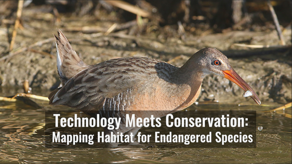 In a constantly changing world, the protection of our planet’s endangered species and ecosystems is a priority for ecologists. Recently, a group of researchers at the University of Idaho have worked to combine their extensive on-the-ground research of the endangered Yuma Ridgway’s rail with Landsat’s vast archive, to create a habitat suitability model that can be used by land managers. By using this model, it gives land managers the tools and data to make decisions of how to best carry out conservation for the Yuma Ridgway’s rail on a year to year basis. With the success of this initial model, it’s hypothesized that this tool will be able to help additional species in the area and others down the road.https://sites.google.com/view/habitatsuitability-yrr/homeComplete transcript available.Music:-Throwing Light, by Paul Werner [BMI], Published by Ingenious Music Publishing Ltd. [PRS]-Into the Atmosphere, by Sam Joseph Delves [PRS], published by Koka Media [SACEM]
-Beauty Ritual, by Aurelien Riviere [PRS], published by Koka Media [SACEM]
Watch this video on the NASA Goddard YouTube channel.